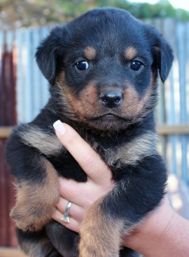 Breeding Working Rottweilers in Australia