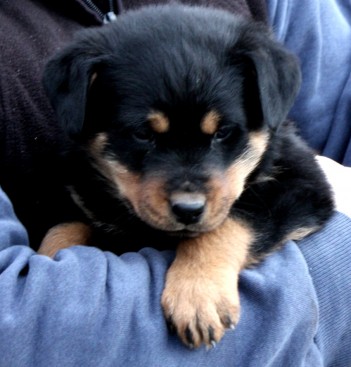 Breeding Working Rottweilers in Australia