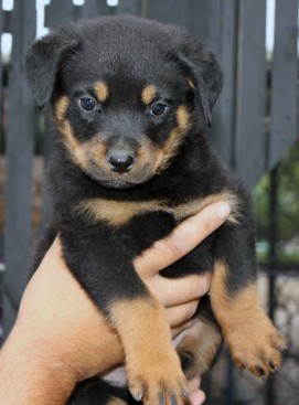 Breeding Working Rottweilers in Australia