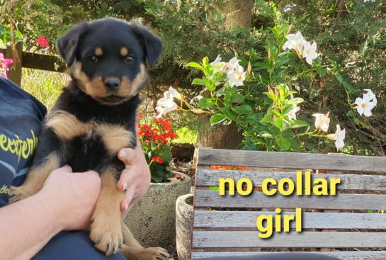 Breeding Working Rottweilers in Australia