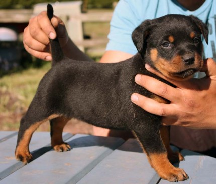 Breeding Working Rottweilers in Australia