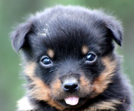 Breeding Working Rottweilers in Australia