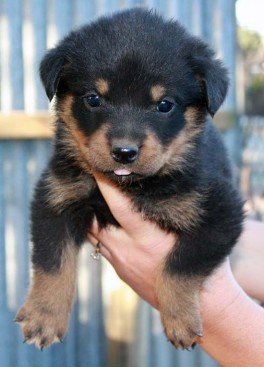 Breeding Working Rottweilers in Australia