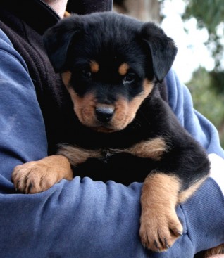 Breeding Working Rottweilers in Australia