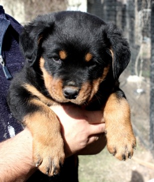 Breeding Working Rottweilers in Australia