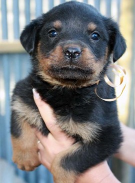 Breeding Working Rottweilers in Australia
