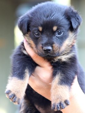 Breeding Working Rottweilers in Australia