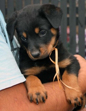 Breeding Working Rottweilers in Australia