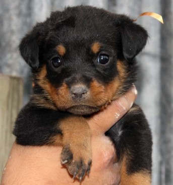 Breeding Working Rottweilers in Australia