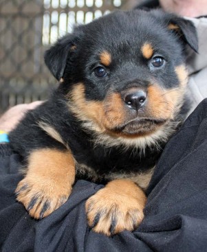 Breeding Working Rottweilers in Australia