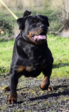 Breeding Working Rottweilers in Australia