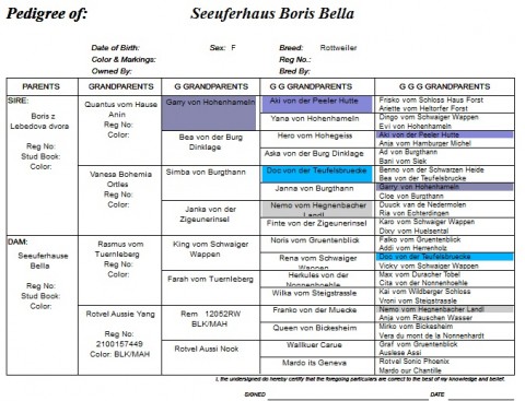 Breeding Working Rottweilers in Australia