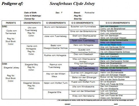 Breeding Working Rottweilers in Australia