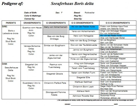 Breeding Working Rottweilers in Australia