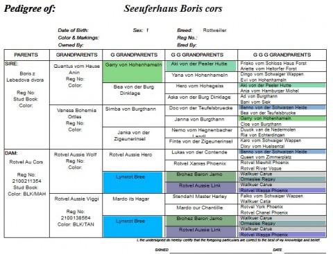 Breeding Working Rottweilers in Australia