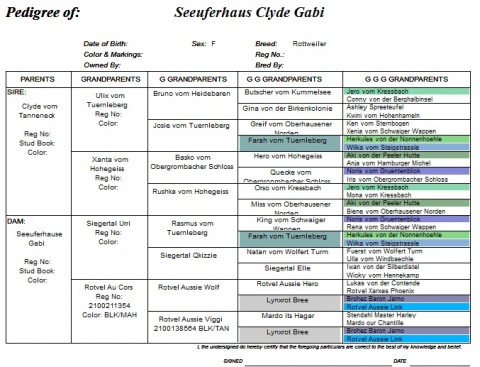 Breeding Working Rottweilers in Australia