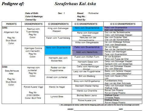 Breeding Working Rottweilers in Australia