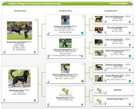 Breeding Working Rottweilers in Australia