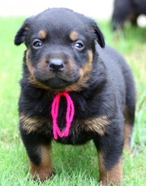 Breeding Working Rottweilers in Australia
