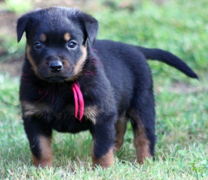 Breeding Working Rottweilers in Australia