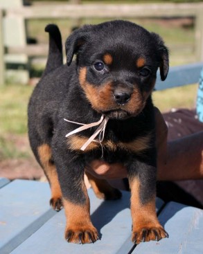 Breeding Working Rottweilers in Australia