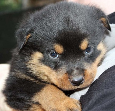 Breeding Working Rottweilers in Australia