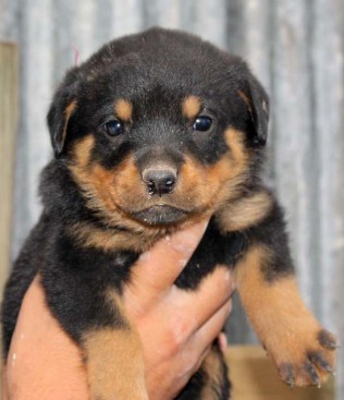 Breeding Working Rottweilers in Australia
