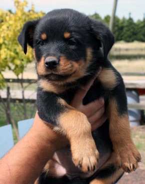 Breeding Working Rottweilers in Australia