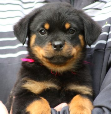Breeding Working Rottweilers in Australia
