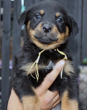 Breeding Working Rottweilers in Australia