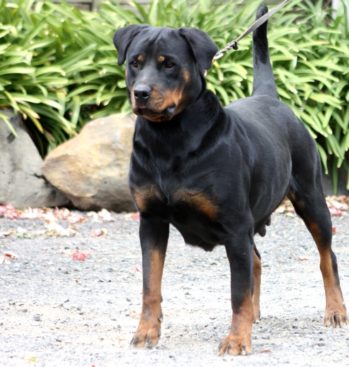 Breeding Working Rottweilers in Australia