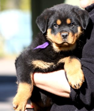Breeding Working Rottweilers in Australia