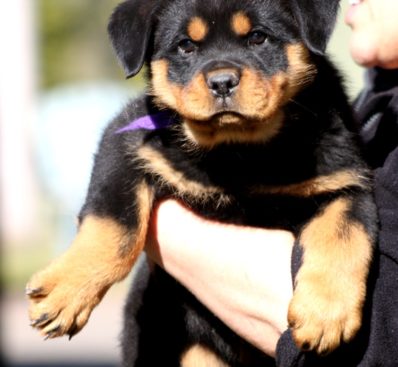 Breeding Working Rottweilers in Australia