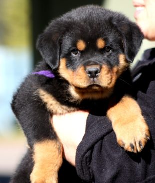 Breeding Working Rottweilers in Australia