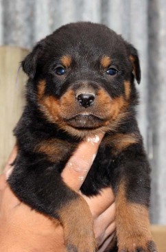 Breeding Working Rottweilers in Australia
