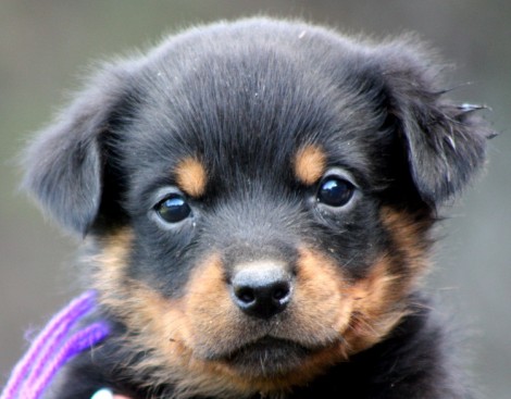 Breeding Working Rottweilers in Australia