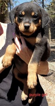 Breeding Working Rottweilers in Australia