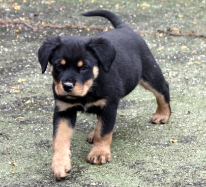 Breeding Working Rottweilers in Australia