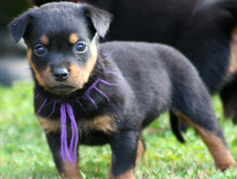 Breeding Working Rottweilers in Australia