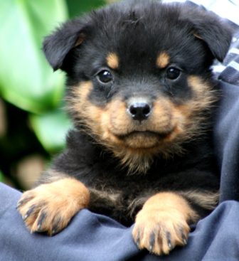 Breeding Working Rottweilers in Australia