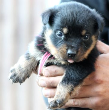 Breeding Working Rottweilers in Australia