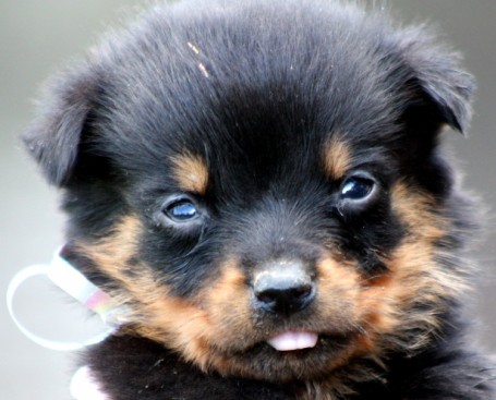 Breeding Working Rottweilers in Australia