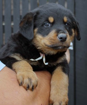 Breeding Working Rottweilers in Australia