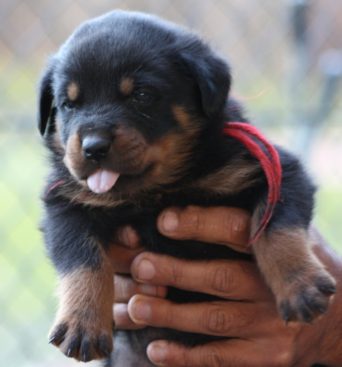 Breeding Working Rottweilers in Australia