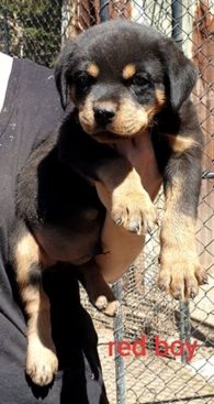 Breeding Working Rottweilers in Australia