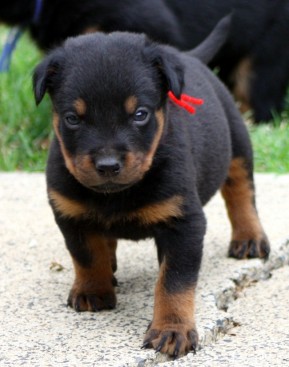 Breeding Working Rottweilers in Australia