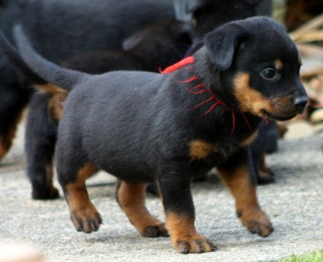 Breeding Working Rottweilers in Australia