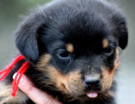Breeding Working Rottweilers in Australia