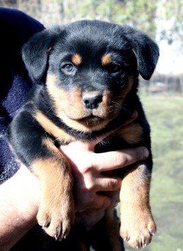 Breeding Working Rottweilers in Australia