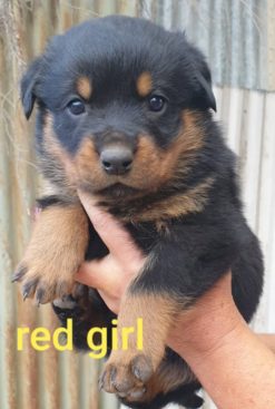 Breeding Working Rottweilers in Australia